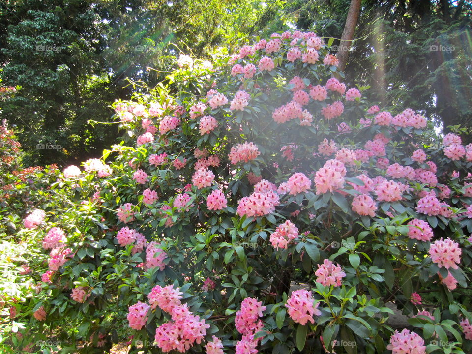 Flower, Garden, Flora, Rhododendron, Leaf