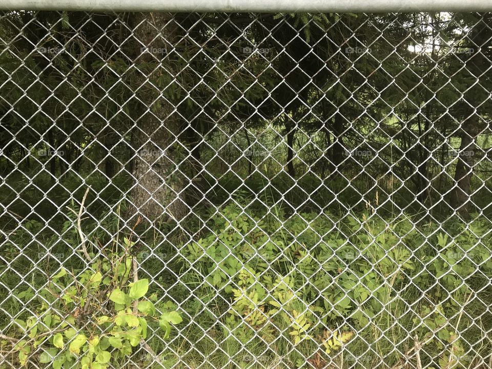 Forêt à travers la clôture 