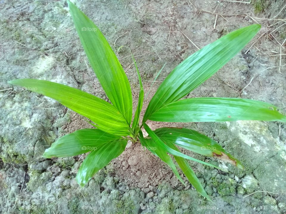 seedling palm oil