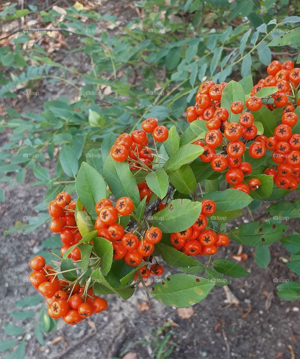 Fruity tree in the autumn