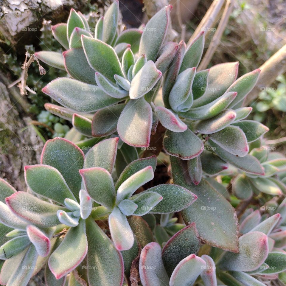 succulents