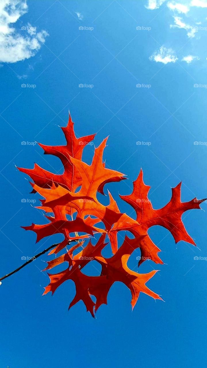 Close up on a branch of orange autumn leaves under a bright blue sky at the wooded animal park La Ferme du Monde in Carentoir