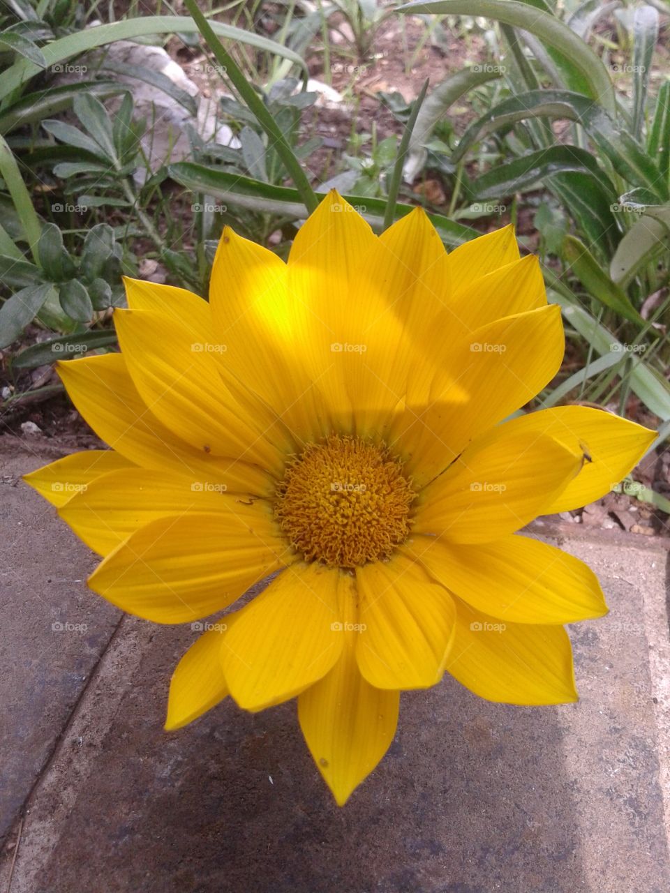 flores amarelo de Gramado Rs Brasil