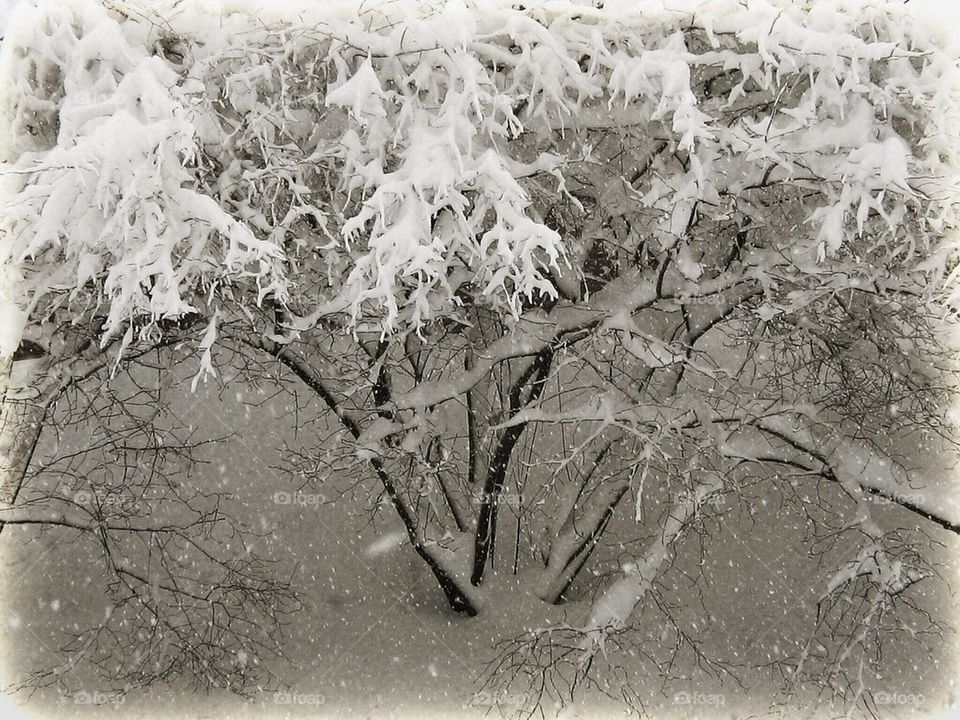 Snow Covered Bush