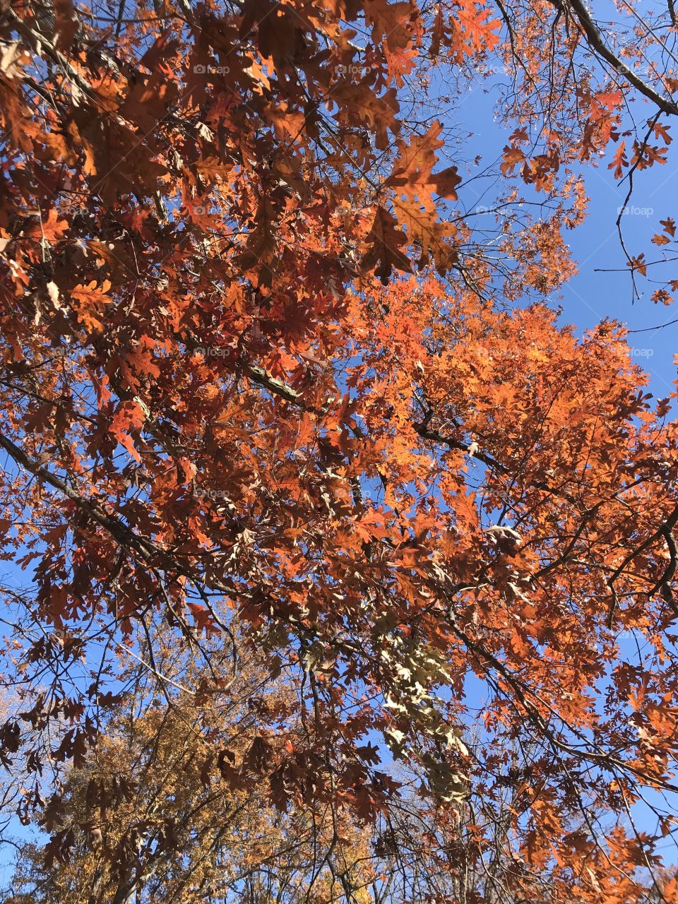 Fall trees 