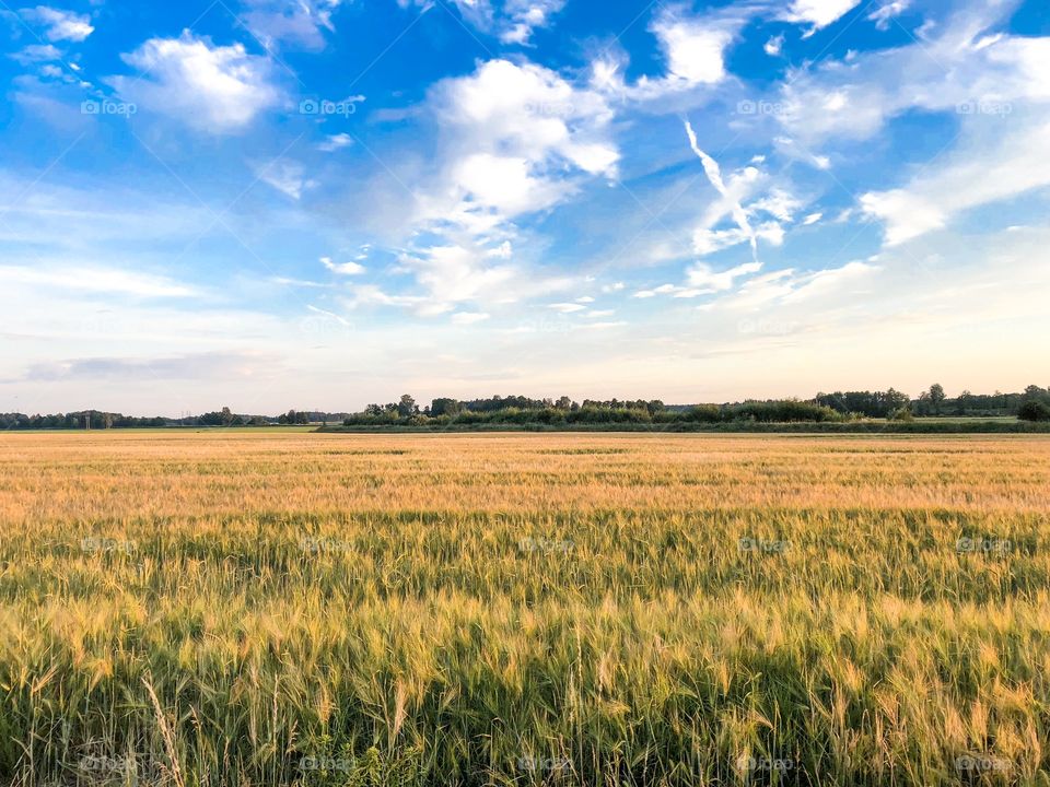 Beautiful sky and a field of wheat 