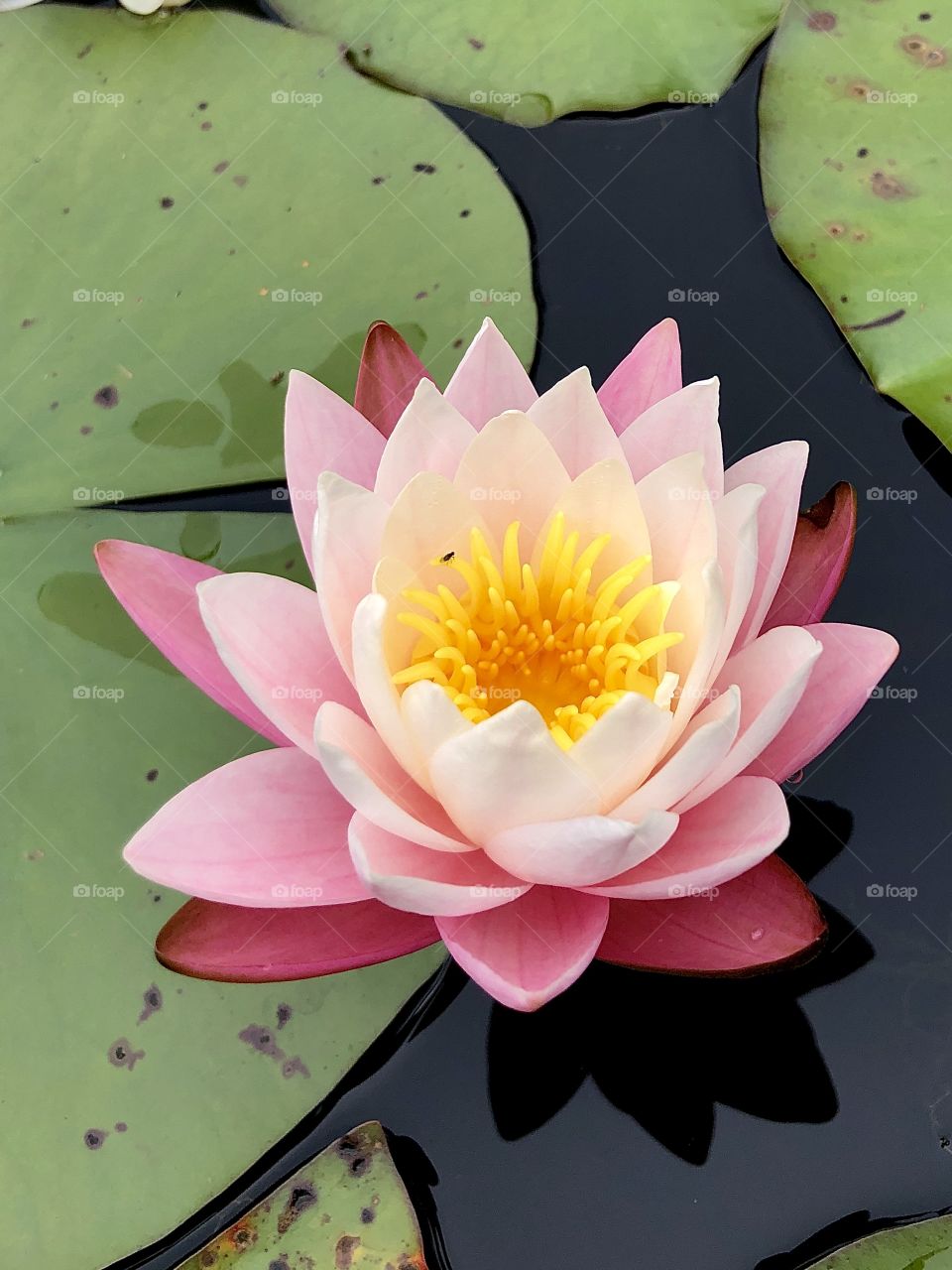 Water lily closeup 