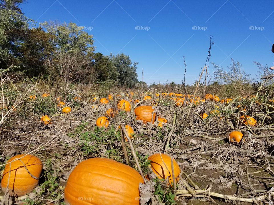 Field of pumpkin