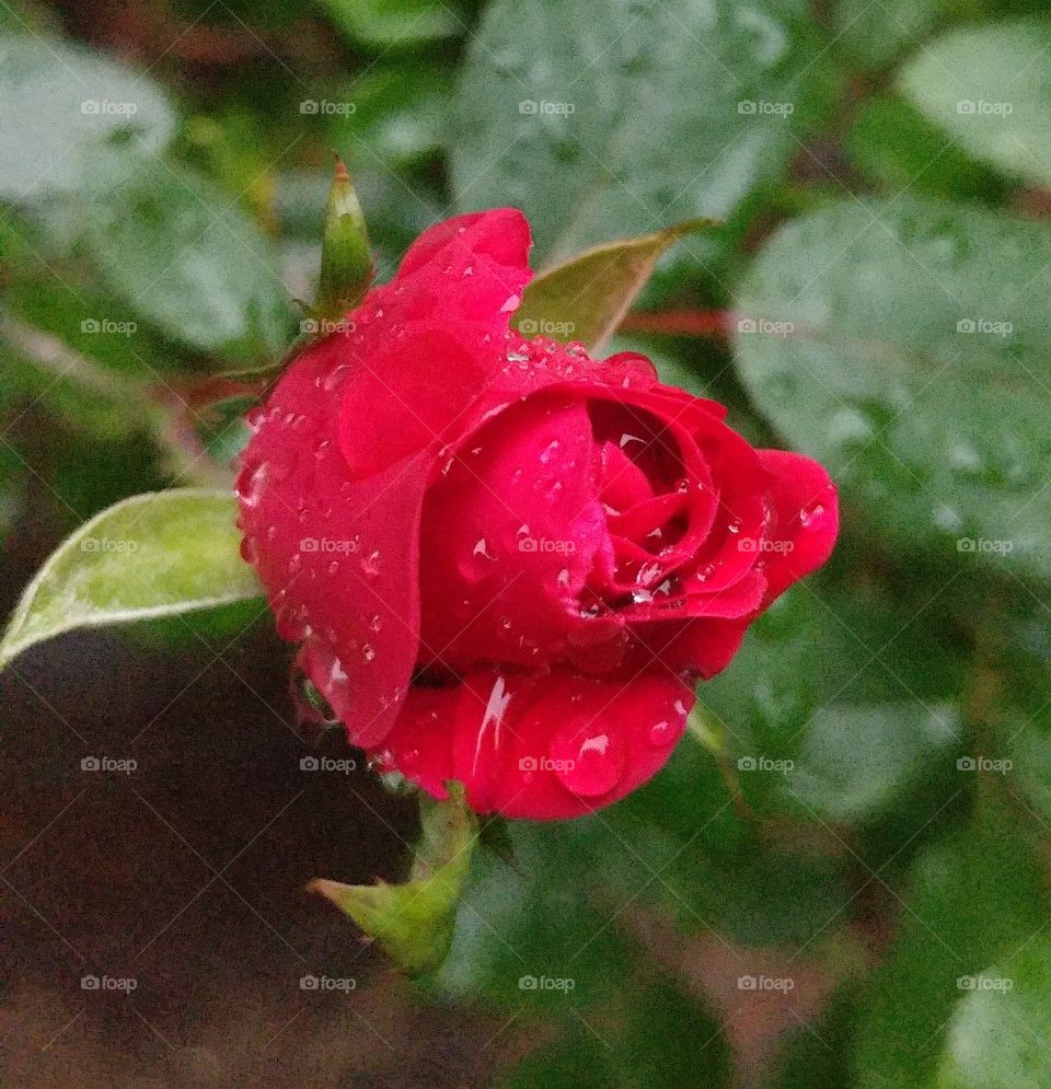 raindrops on rose macro