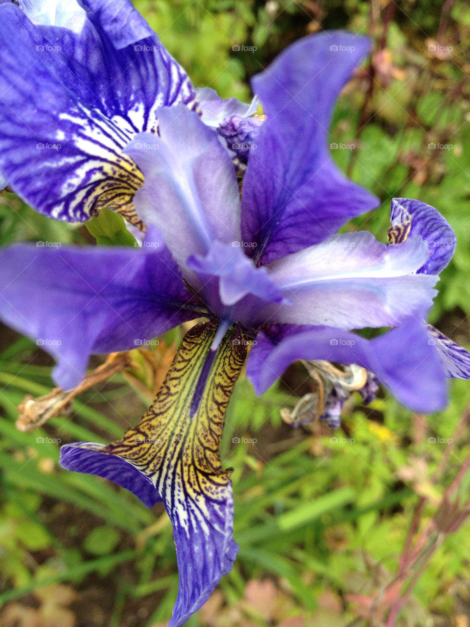 sweden garden blue blå by elluca