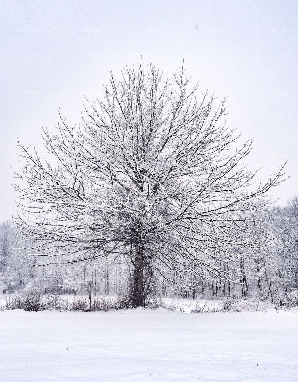 White decadence