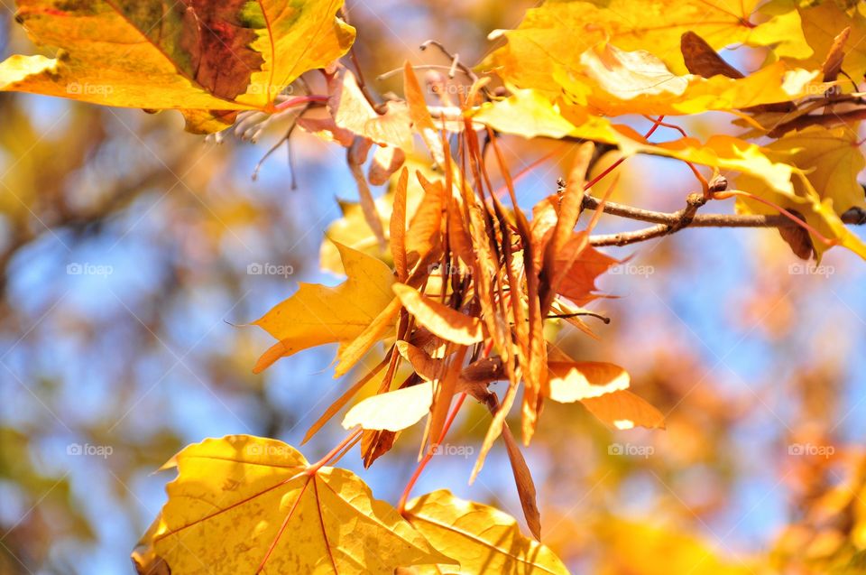 Fall, Leaf, Maple, Season, Nature