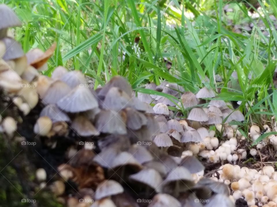 mushroom patch 1. mushrooms