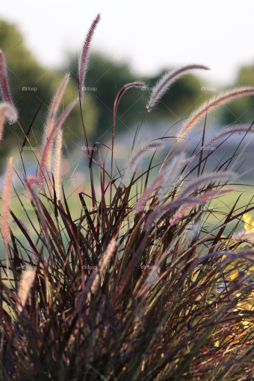 Purple Grass