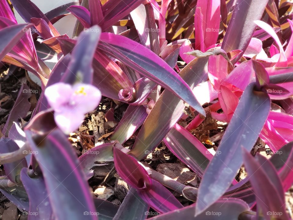 Close up picture of a blooming pink and purple plant