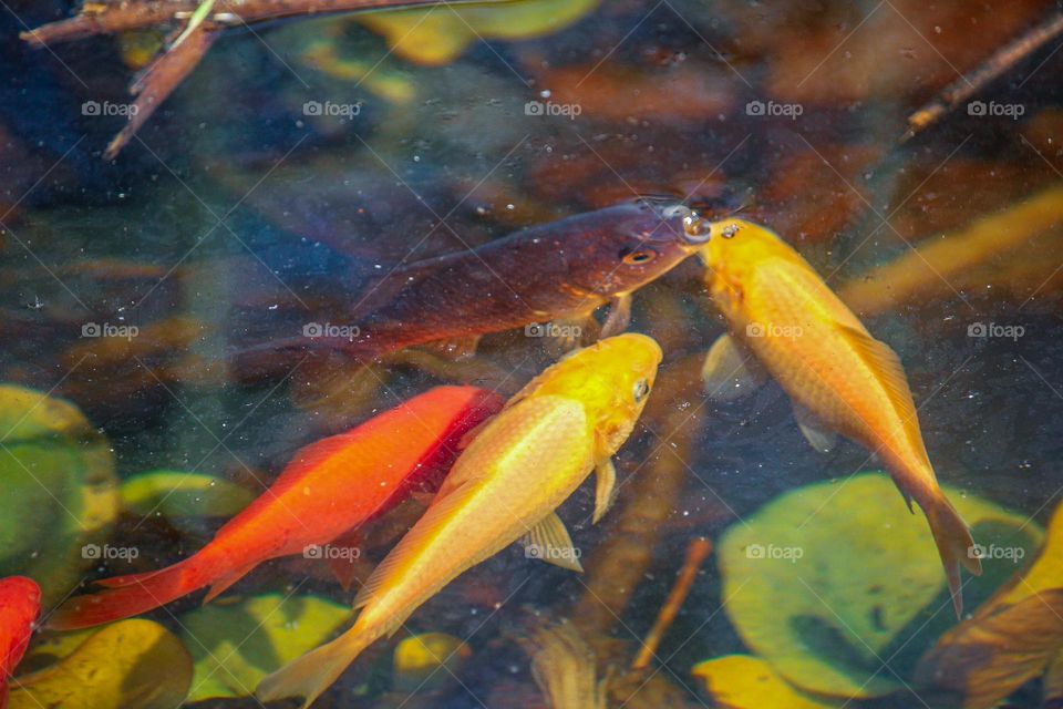 Gold fish in the pond and small water lillies