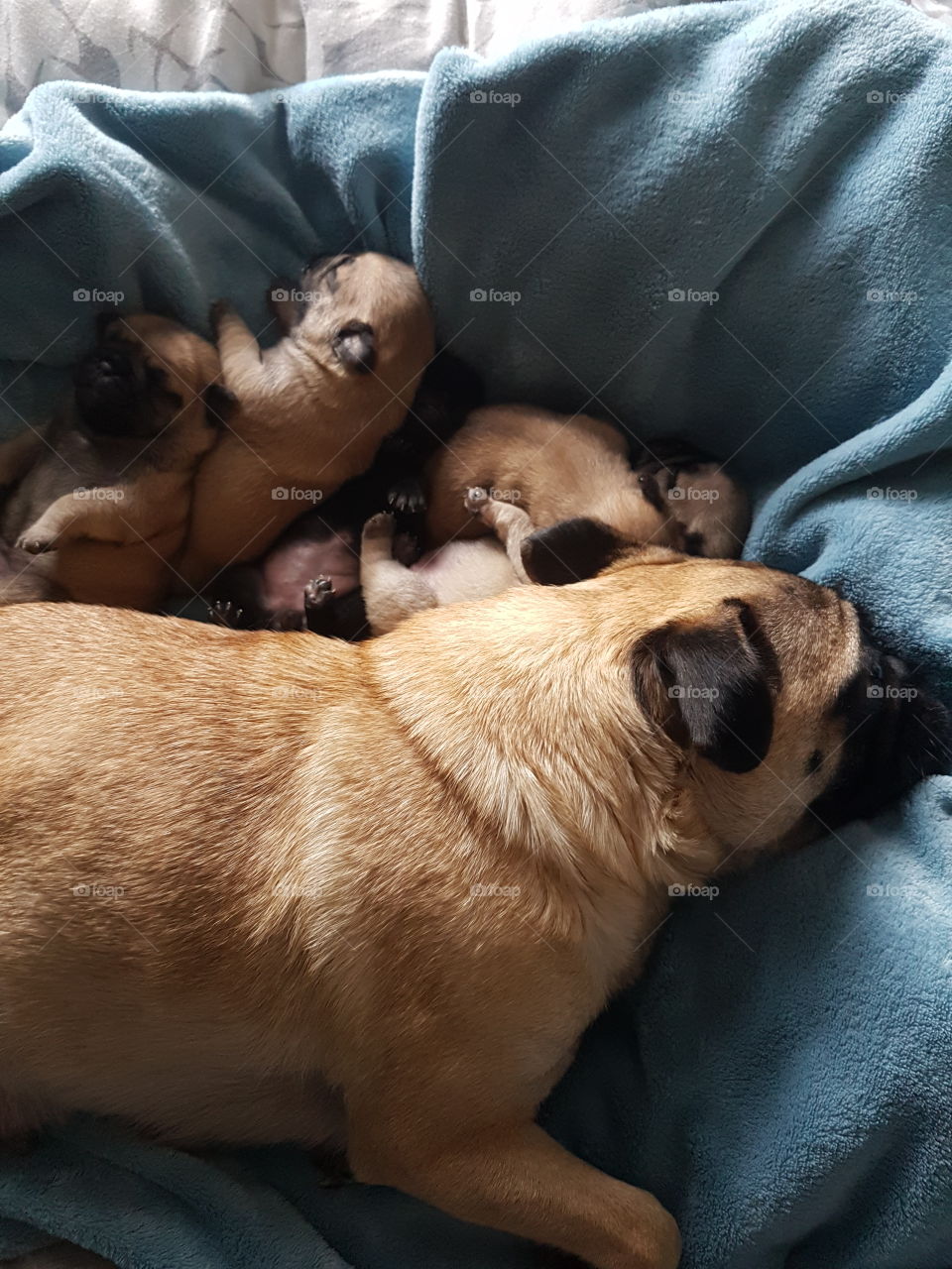 Mummy Pug and babies