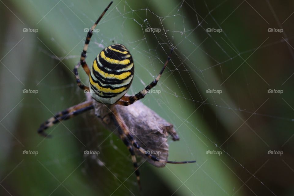 Spider and prey on spider web
