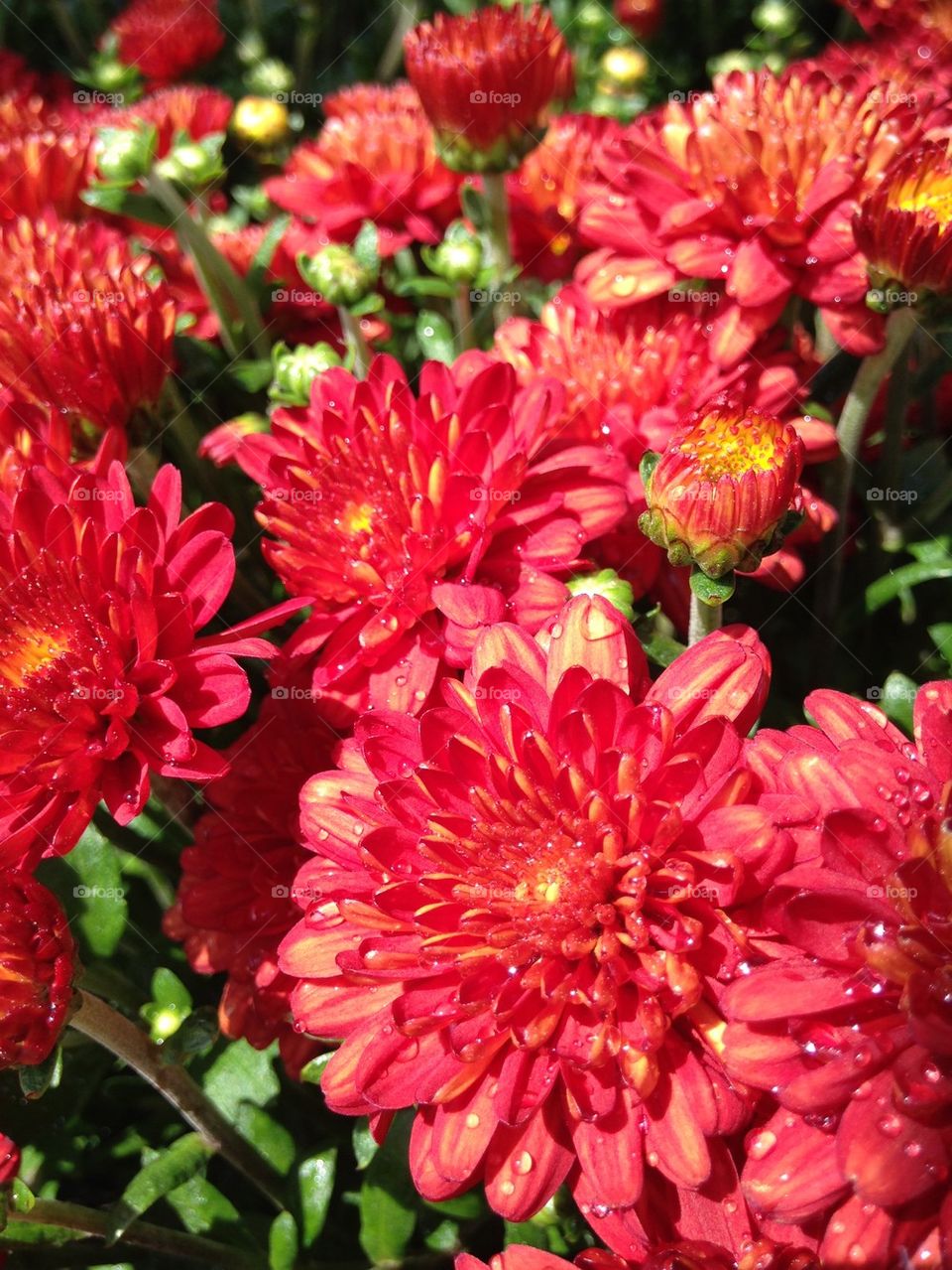 Close-up of a pink chrysanthemum