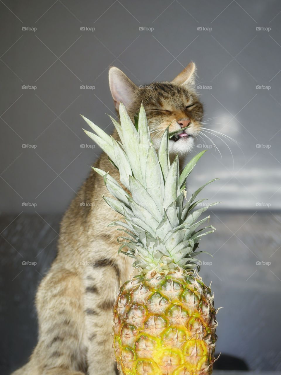 Cat and pineapple