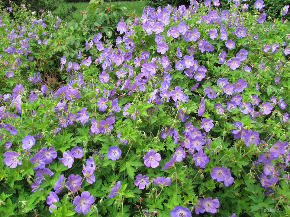 Purple flowers 