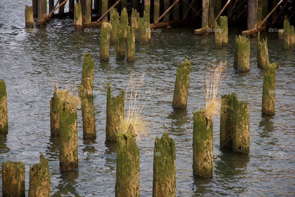 Mossy Pier Pilings