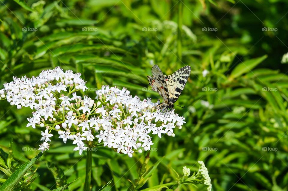 The beauty of spring