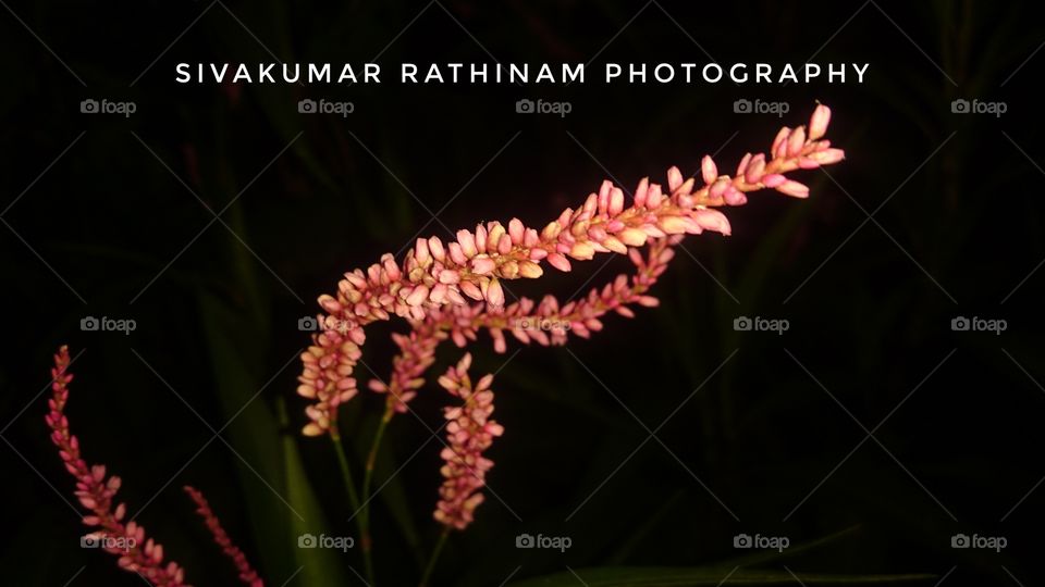 India Puducherry a little flowers had bright light color amazing to see it from a grass type plants