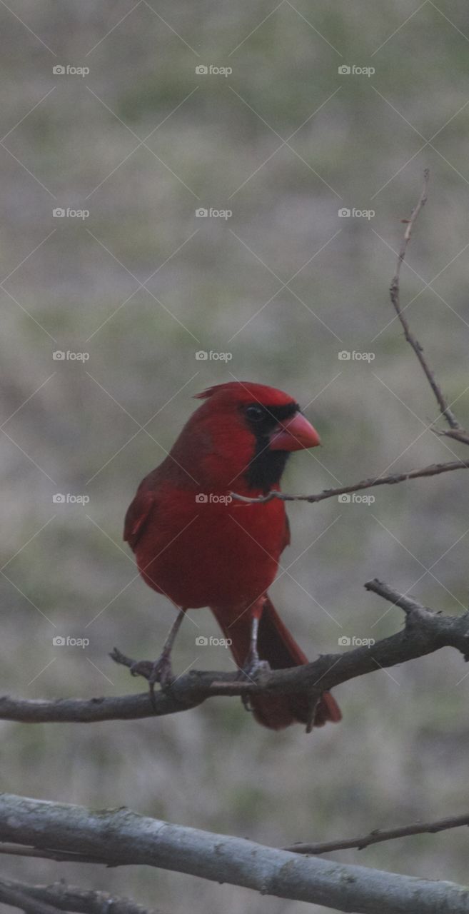 Cardinal perched on branch