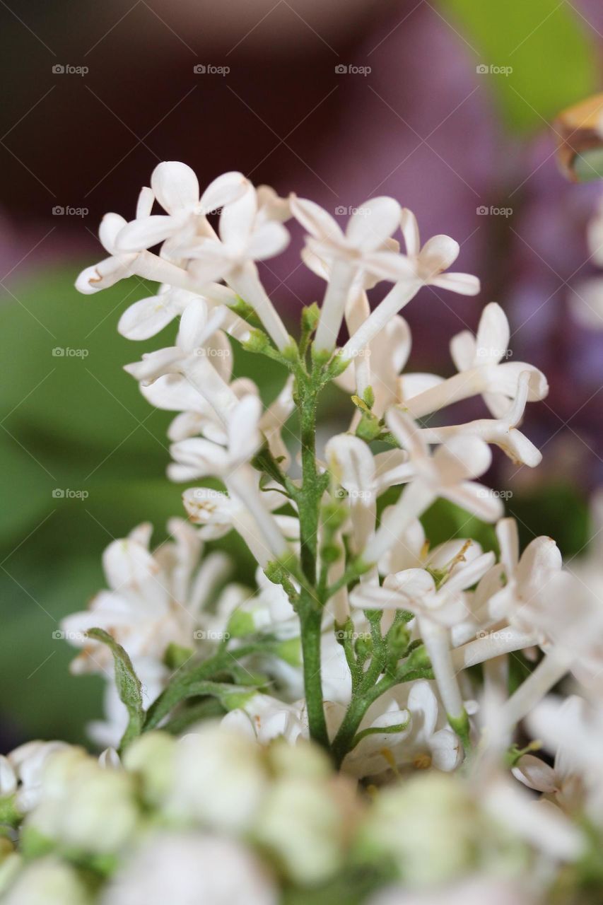 lilac flower