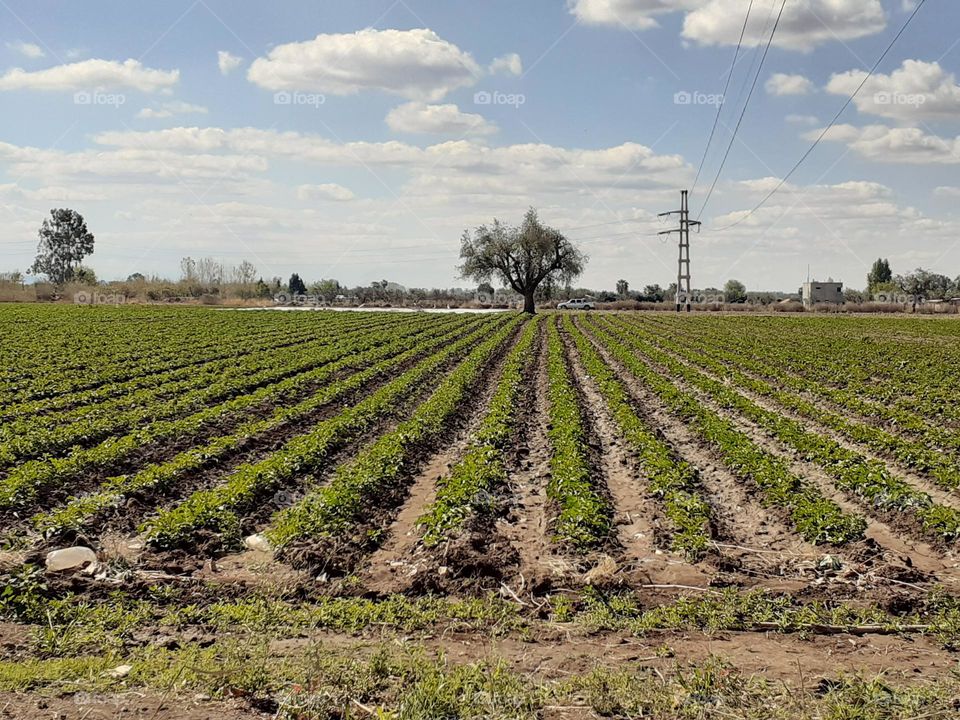 cultivos en el campo