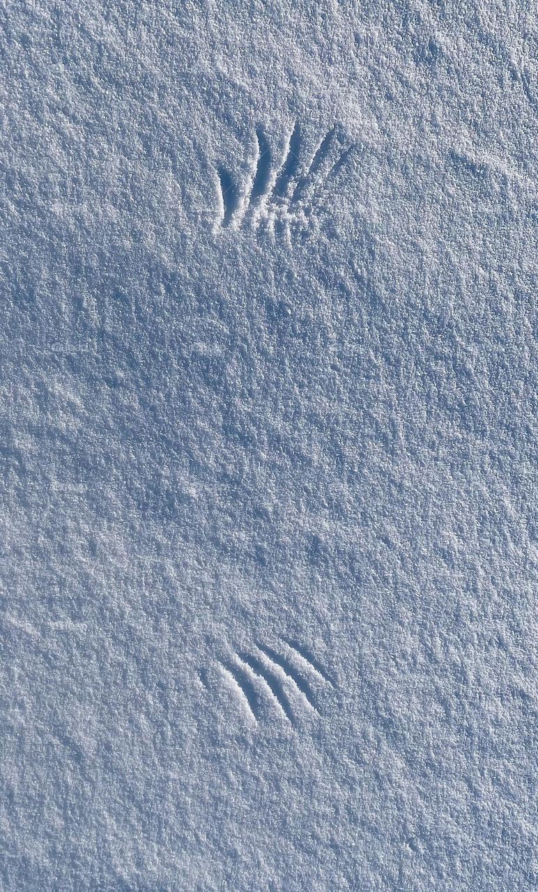 Wing prints in snow