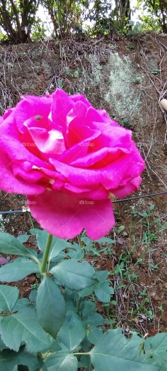 dark pink rose