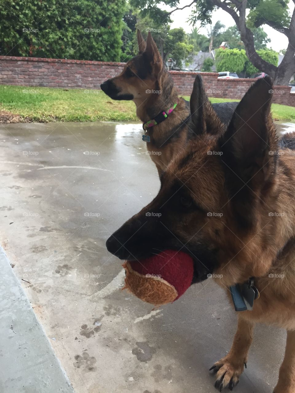 Dogs playing in the Rain. Drought ridden California finally received some rain. My dogs thought it was a great day to play. 