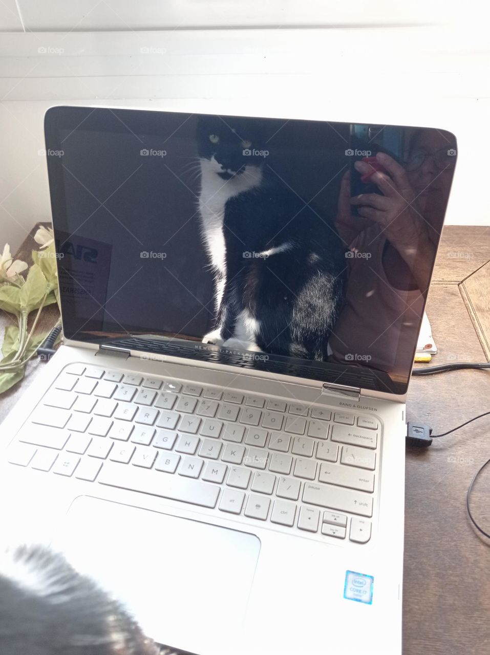 cat on laptop screen / gato en la notebook