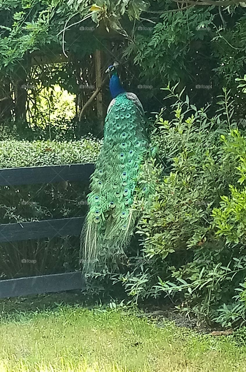 a rear view of a male peacock surrounded by vegetation