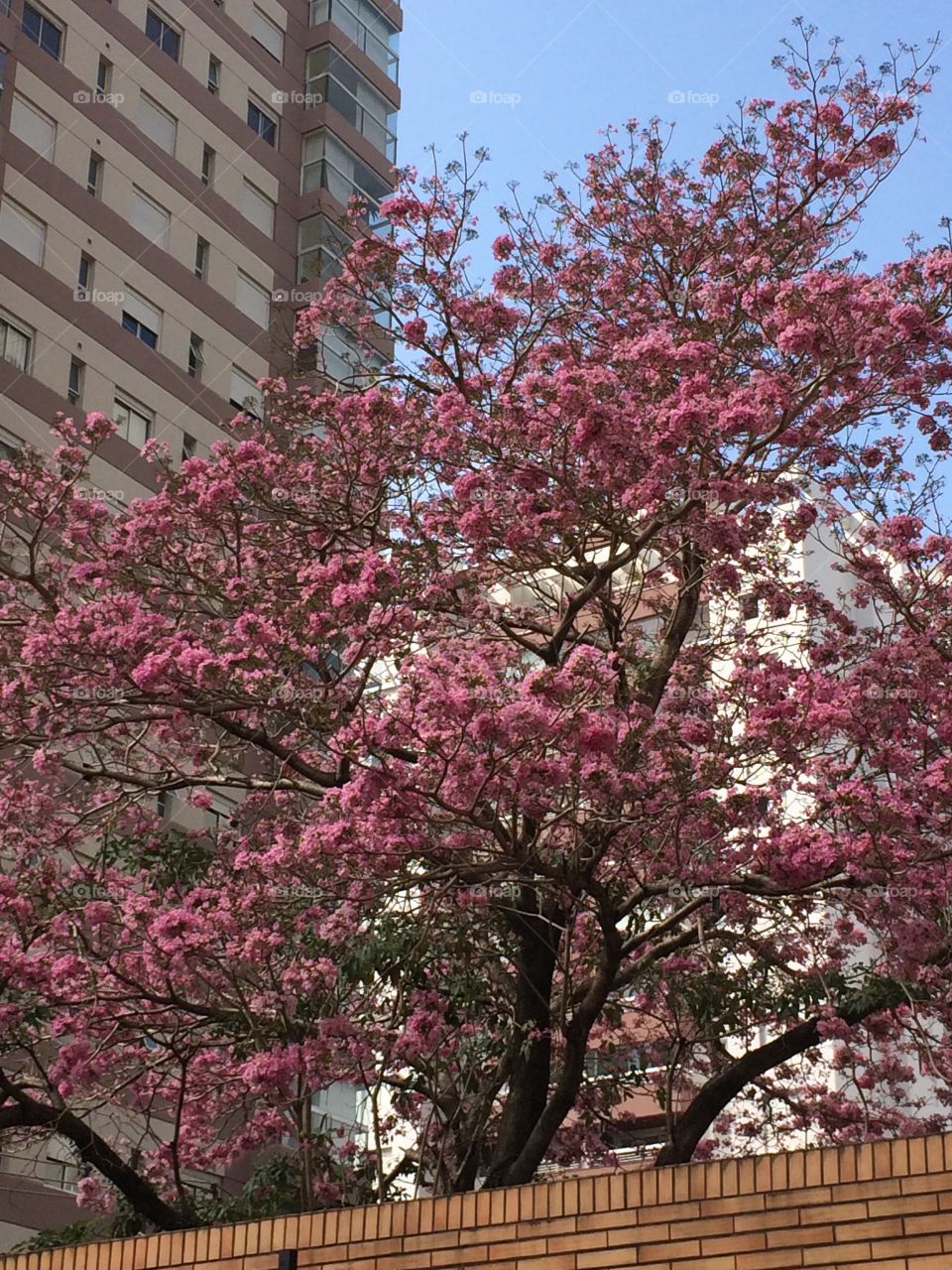Primavera flores y predios 