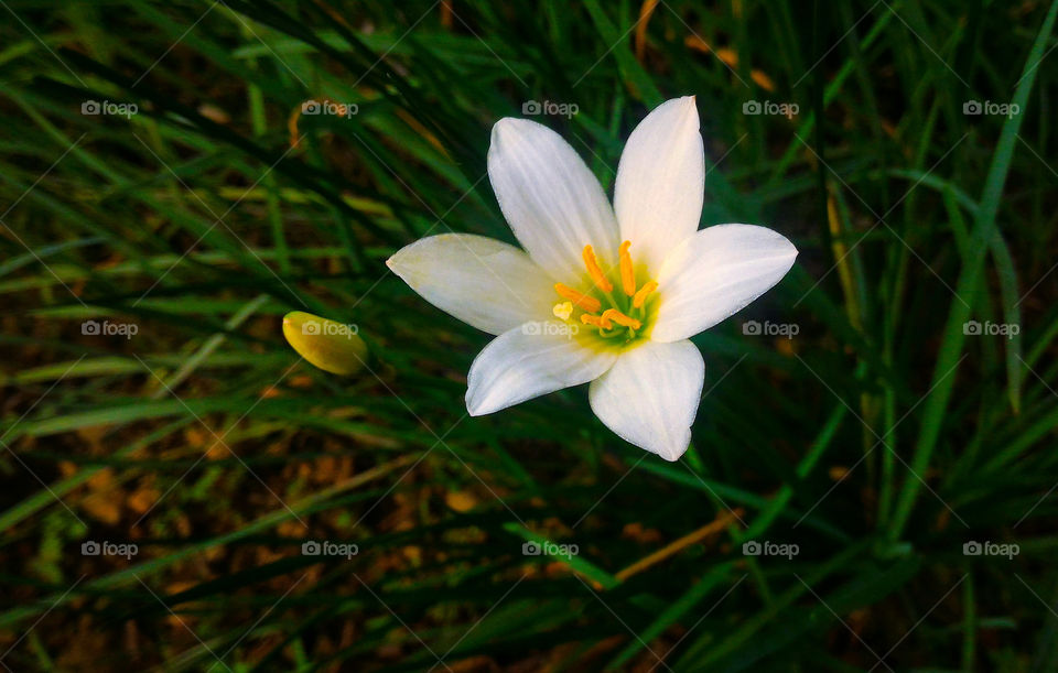 Blooming white flower
