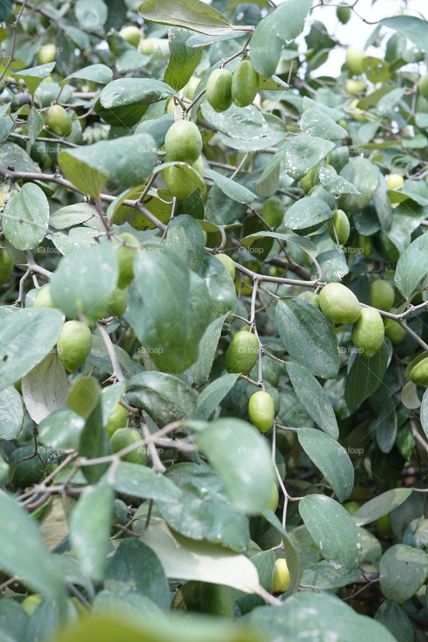 JUJUBE FRUIT:Indian Ber,kul,bogori,yolachi,indian plum, dessert apple,indian palm in english