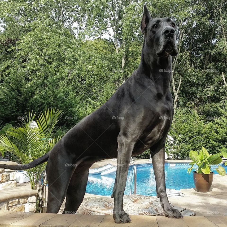 The Mighty Great Dane