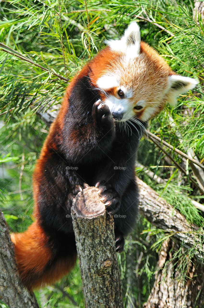 Red Panda.