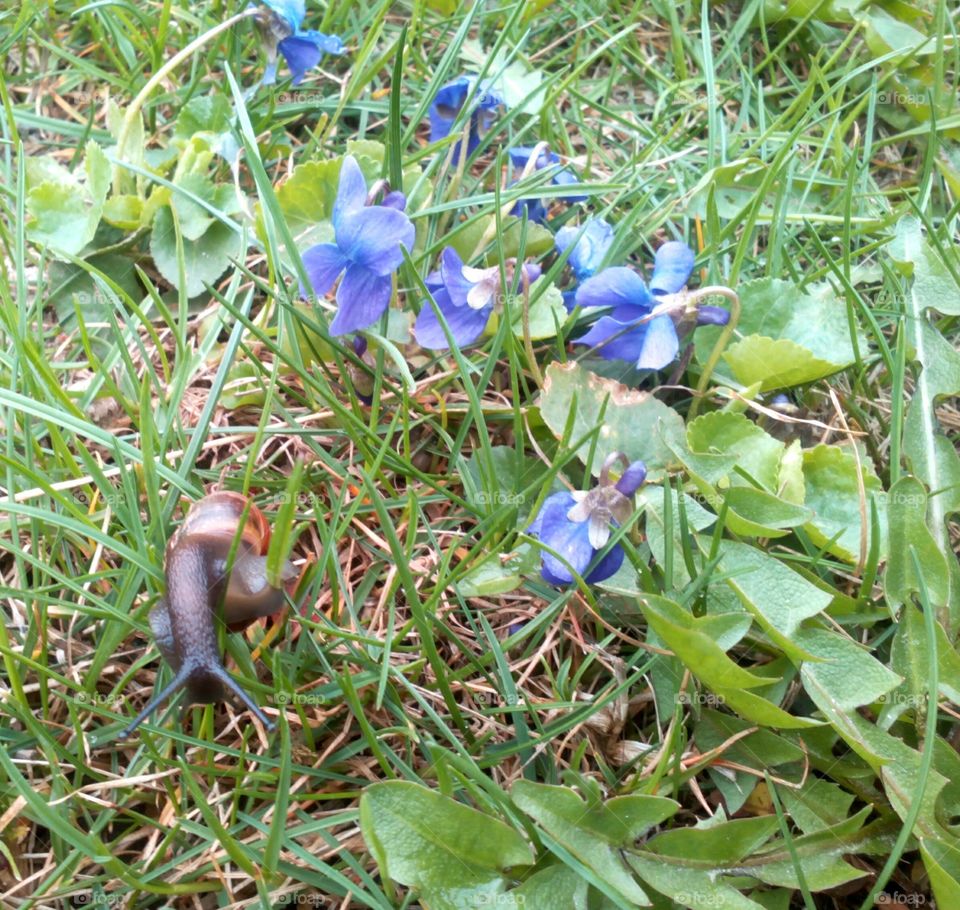 Nature, Flora, Leaf, Flower, Garden