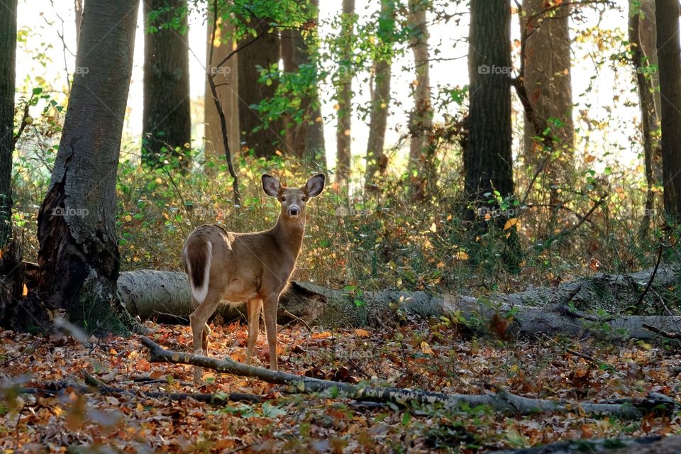 Deer in woods (resize)