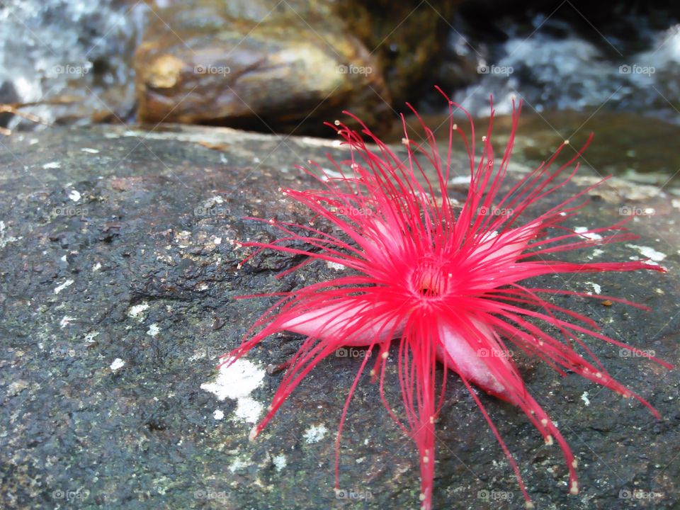 sinharaja forest flower