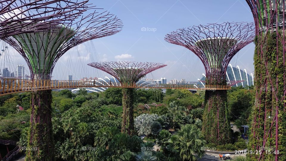 Supertree - Garden by the bay Singapour