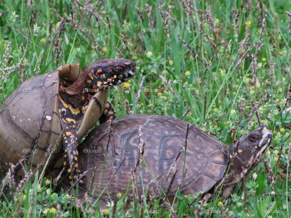 Turtles mating in a field 