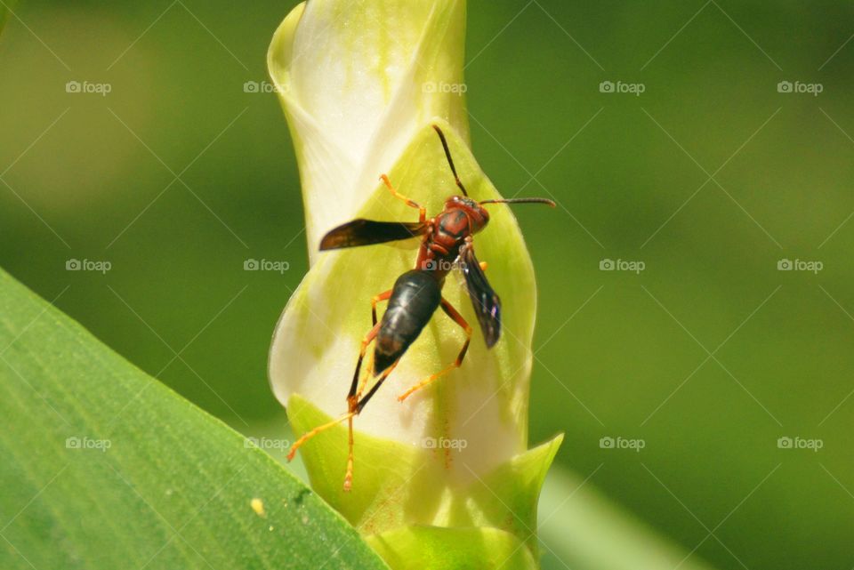 Elevated view of wasp on flower