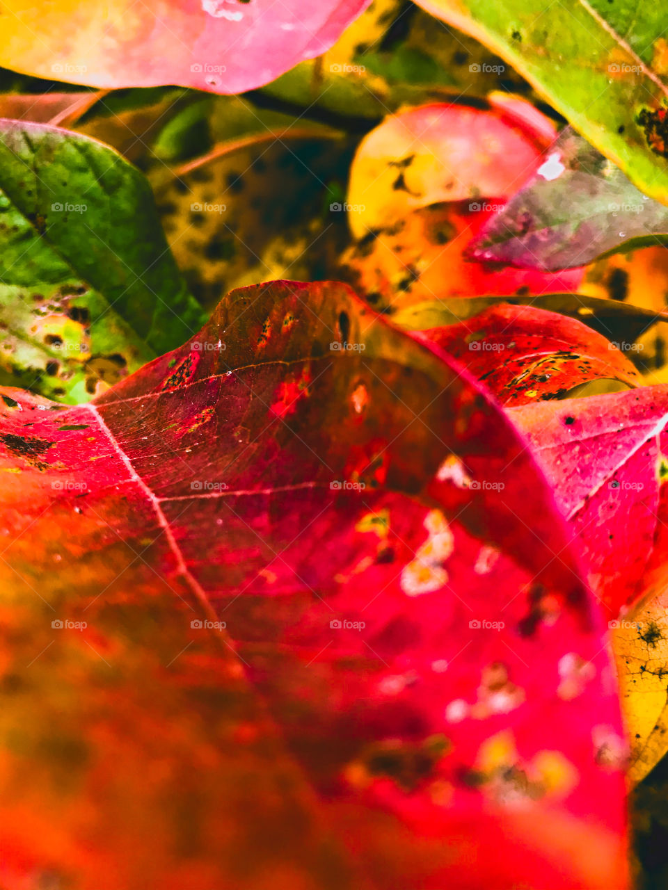 Color in a world where color isn’t always there. 