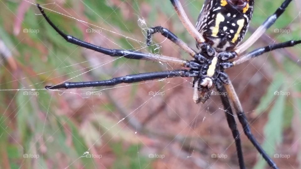 Spider belly. I was walking my dog and happen to see this beauty in the bushes. The spider's underside was all I could photograph.