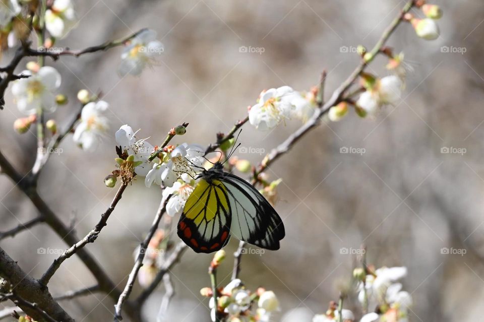 Beautiful and colourful butterfly